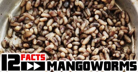 mangoworms|mango worms pictures.